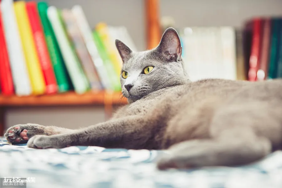 最贵的猫前十名排行榜(世界上十大最贵的猫)-图片5