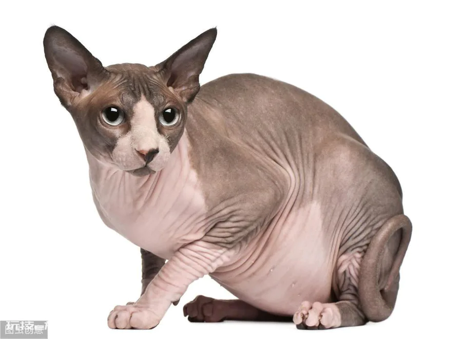 最贵的猫前十名排行榜(世界上十大最贵的猫)-图片6