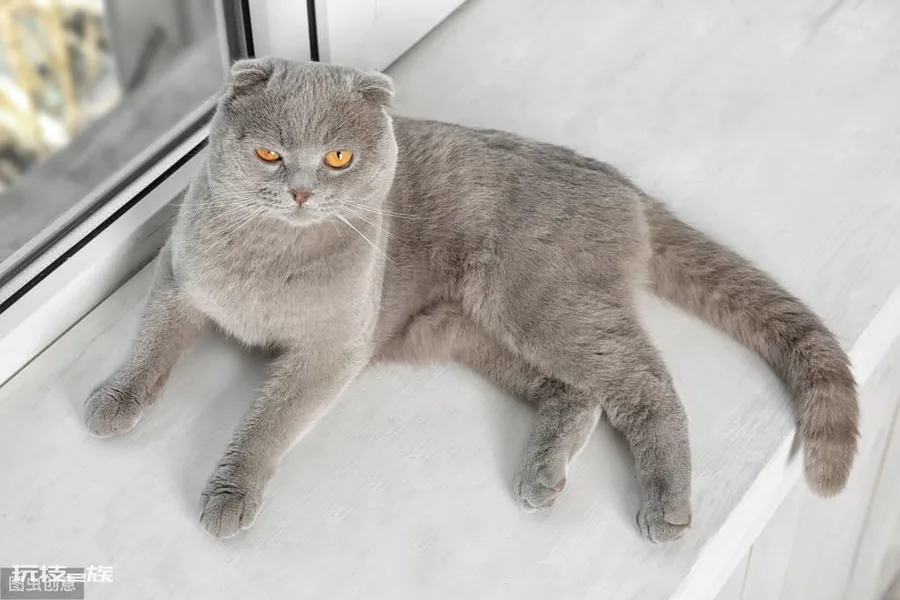 最贵的猫前十名排行榜(世界上十大最贵的猫)-图片7