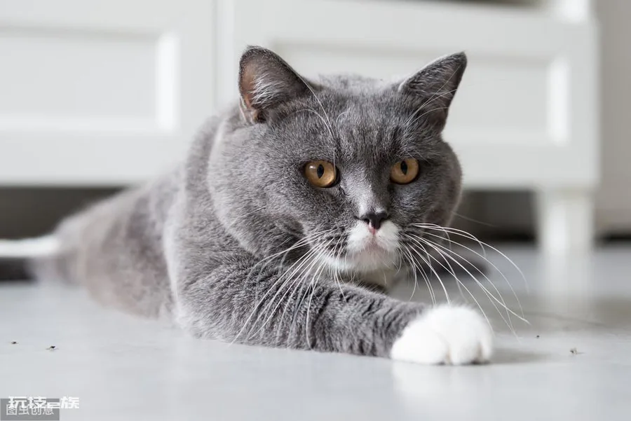 最贵的猫前十名排行榜(世界上十大最贵的猫)-图片8