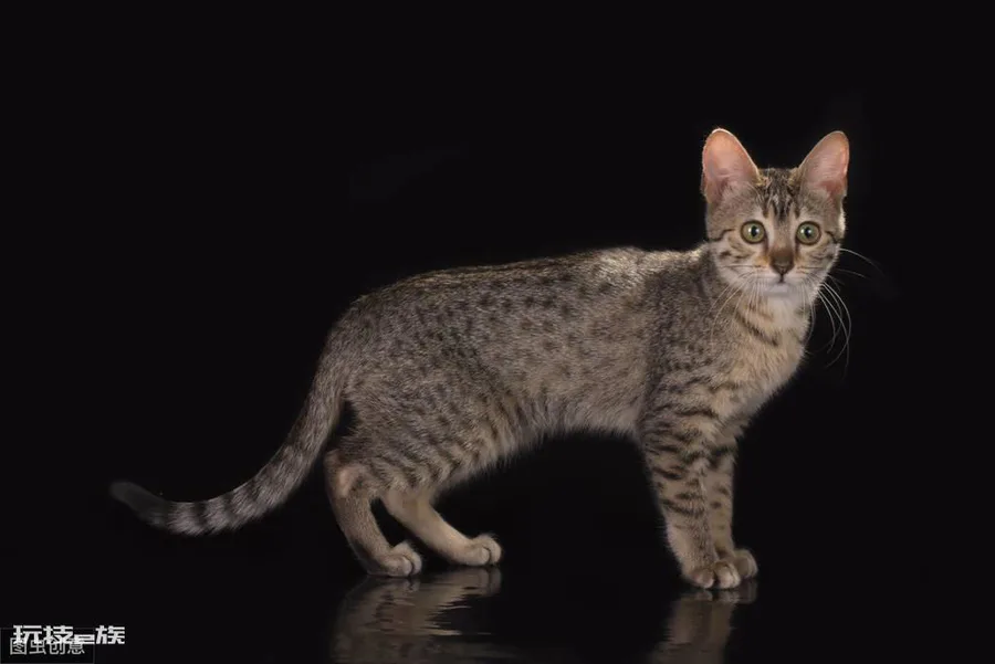 最贵的猫前十名排行榜(世界上十大最贵的猫)-图片9