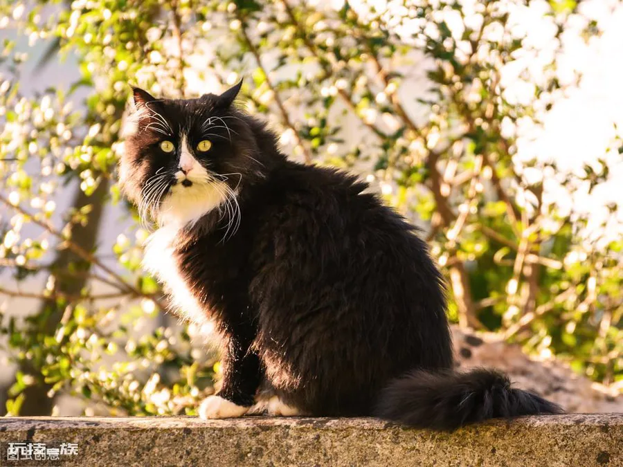 最贵的猫前十名排行榜(世界上十大最贵的猫)-图片10