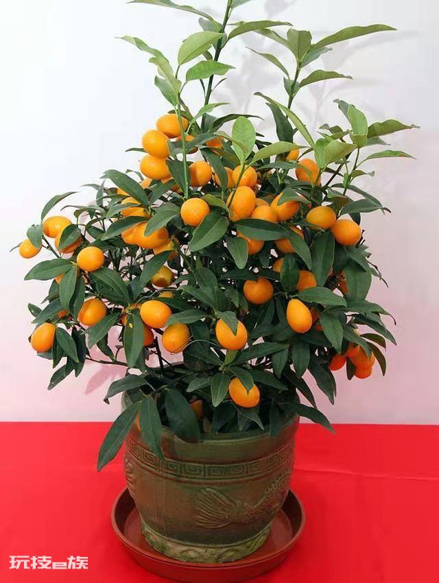 家里风水十大吉祥花(家里摆放10种花招财又旺宅)-图片4