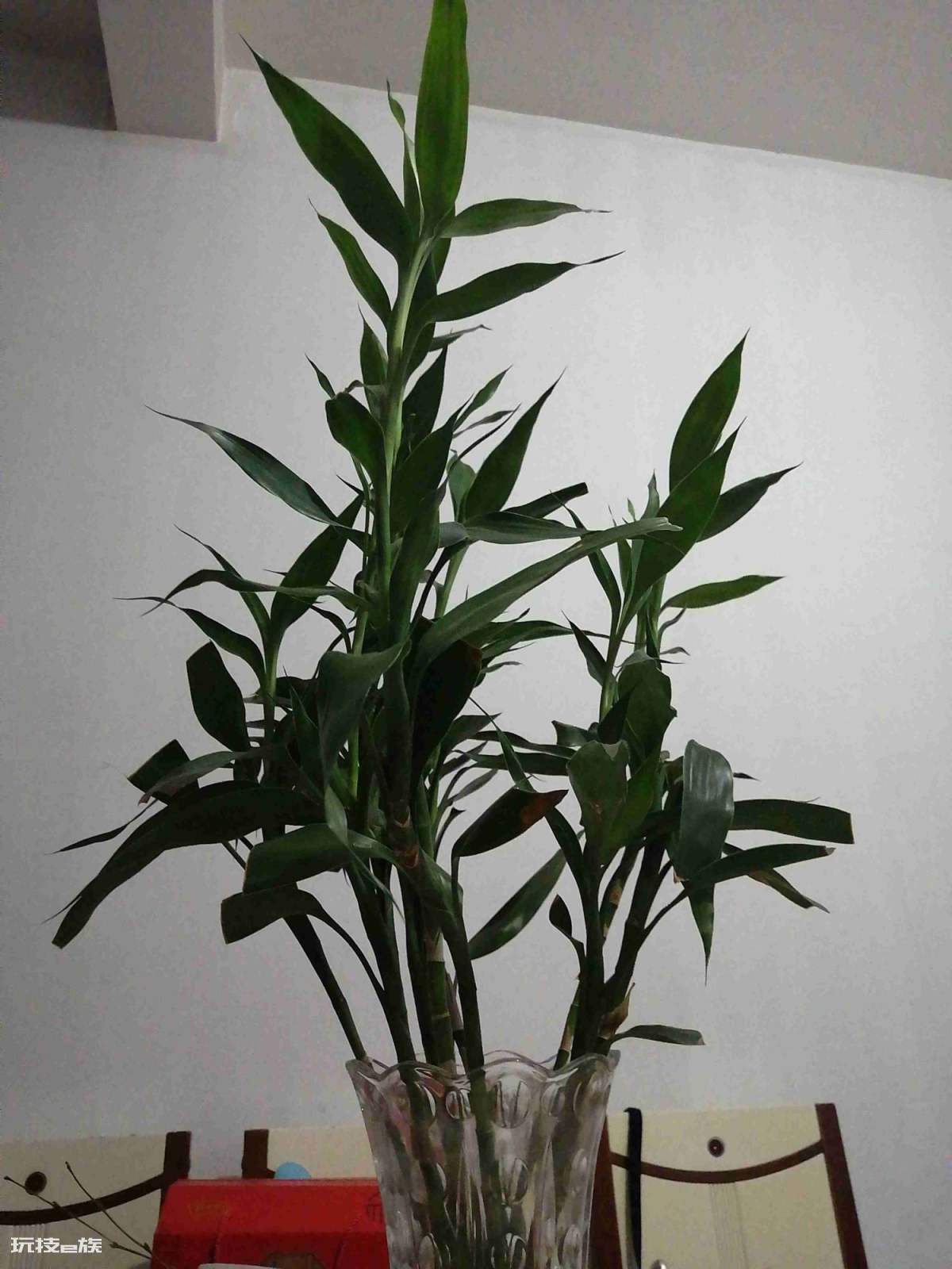 家里风水十大吉祥花(家里摆放10种花招财又旺宅)-图片6