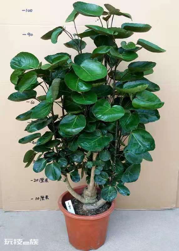 家里风水十大吉祥花(家里摆放10种花招财又旺宅)-图片8