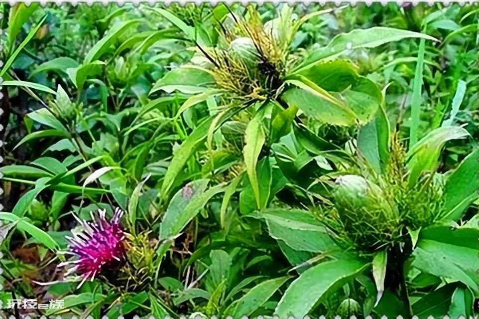 现在农村种什么植物最赚钱又好卖出去-图片1