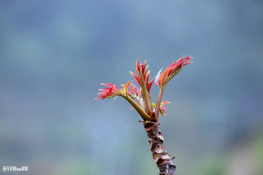 现在农村种什么植物最赚钱又好卖出去-图片4