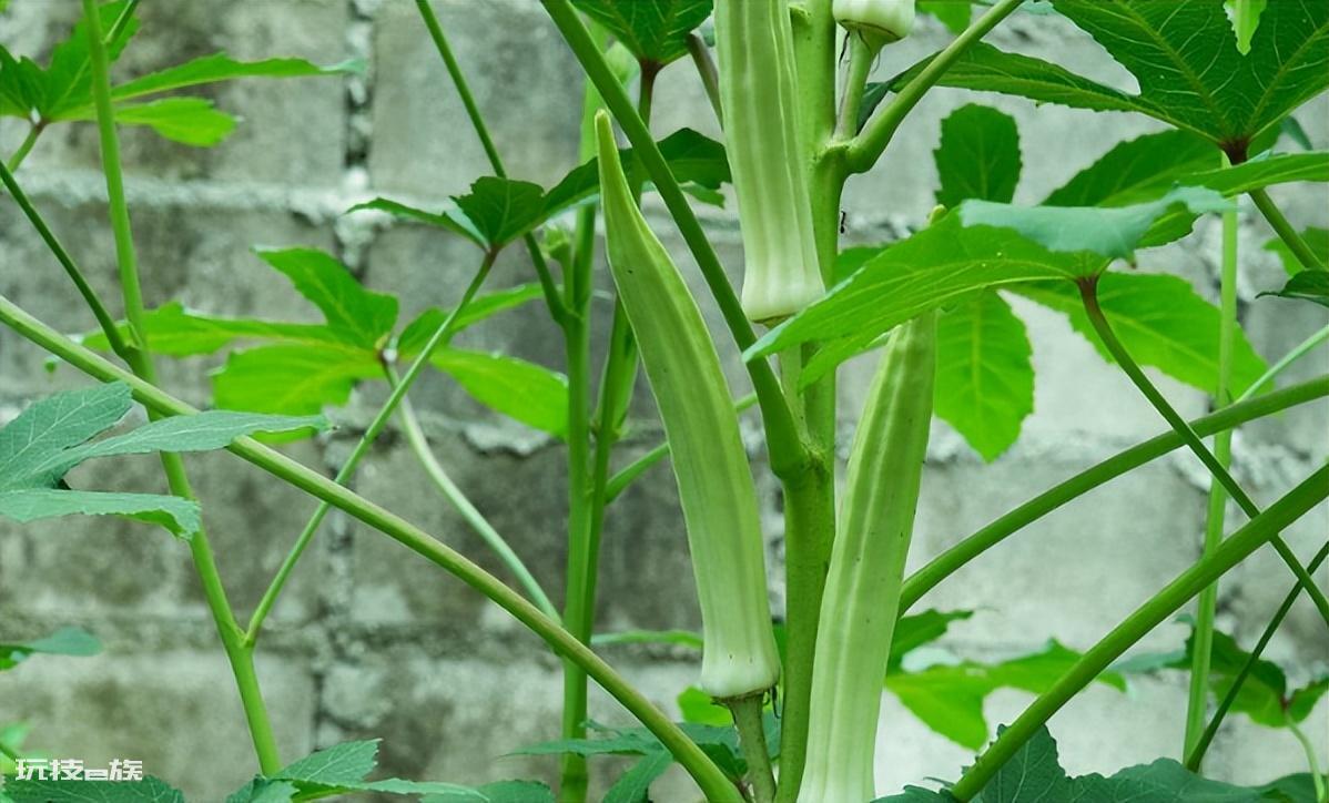 现在农村种什么植物最赚钱又好卖出去-图片5