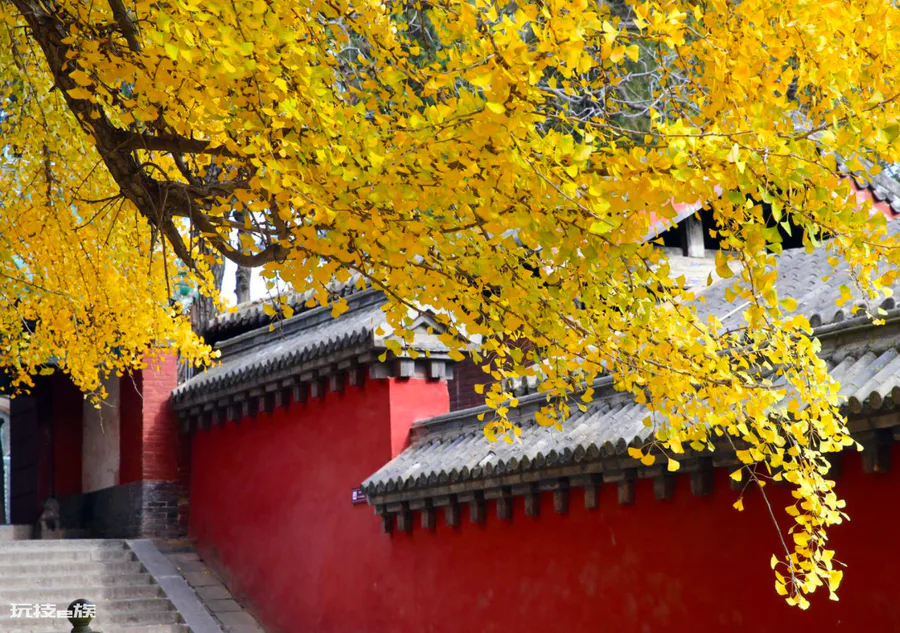 我国的国树是什么树(我国的银杏树有什么特点)-图片6
