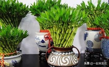 富贵竹风水摆放三不要(在家养富贵竹3个地方别乱放)-图片1