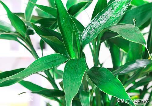 富贵竹风水摆放三不要(在家养富贵竹3个地方别乱放)-图片3