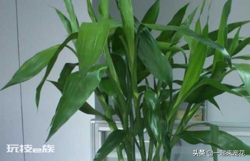富贵竹风水摆放三不要(在家养富贵竹3个地方别乱放)-图片4
