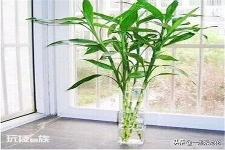富贵竹风水摆放三不要(在家养富贵竹3个地方别乱放)-图片5