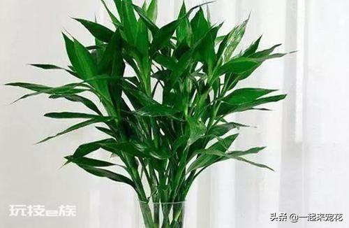 富贵竹风水摆放三不要(在家养富贵竹3个地方别乱放)-图片6