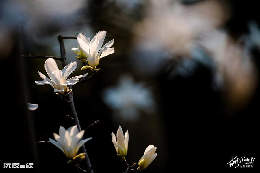 上海的市花是哪种花(高贵典雅的白玉兰是上海市的市花)-图片2