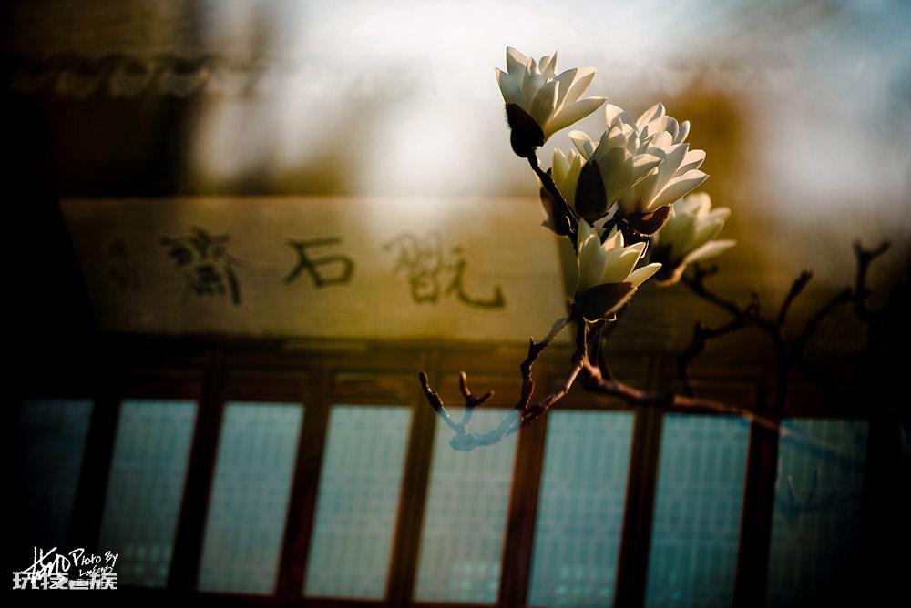 上海的市花是哪种花(高贵典雅的白玉兰是上海市的市花)-图片3