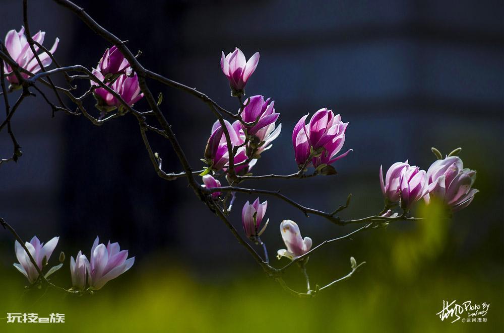 上海的市花是哪种花(高贵典雅的白玉兰是上海市的市花)-图片4