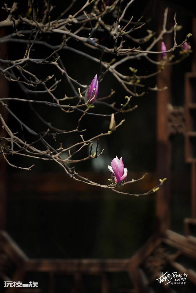 上海的市花是哪种花(高贵典雅的白玉兰是上海市的市花)-图片11