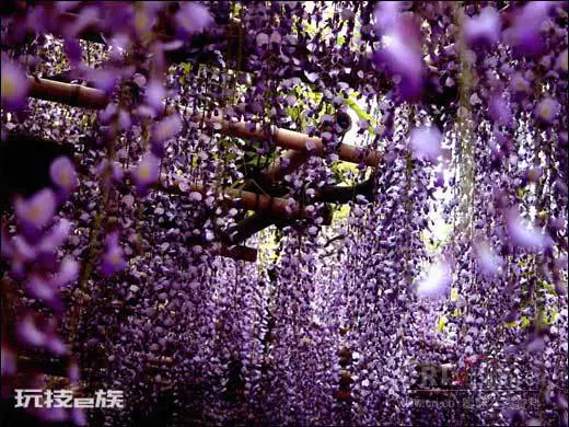 紫藤花语象征与寓意是什(紫藤花寓意好又好看适合在家养)-图片1