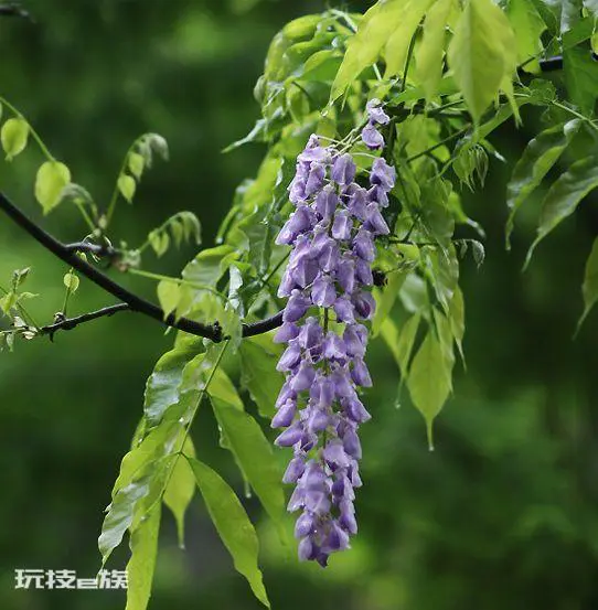紫藤花语象征与寓意是什(紫藤花寓意好又好看适合在家养)-图片2