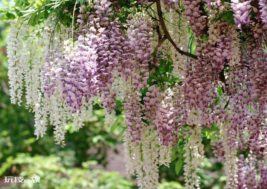 紫藤花语象征与寓意是什(紫藤花寓意好又好看适合在家养)-图片4