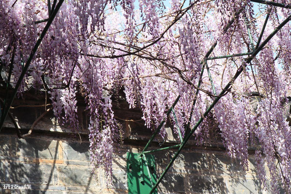 紫藤花语象征与寓意是什(紫藤花寓意好又好看适合在家养)-图片7
