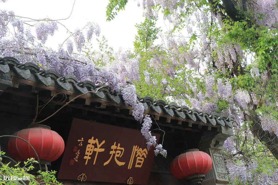 紫藤花语象征与寓意是什(紫藤花寓意好又好看适合在家养)-图片9