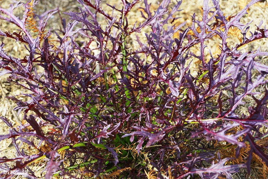 十种常见的拌沙拉的蔬菜(适合做沙拉的十种蔬菜品种名称)-图片7