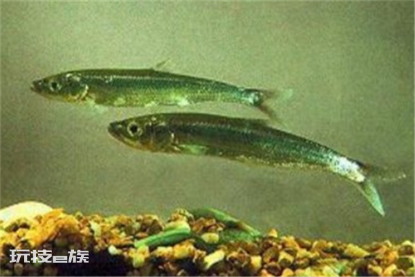 中国最昂贵十大名鱼排行榜（全国最名贵的鱼是什么鱼）-图片10