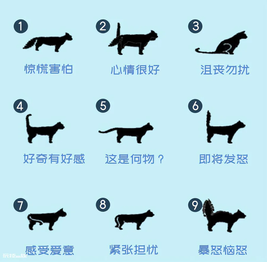 猫尾巴尖轻轻晃动代表什么意思(猫咪尾巴尖轻微晃动的含义)-图片1