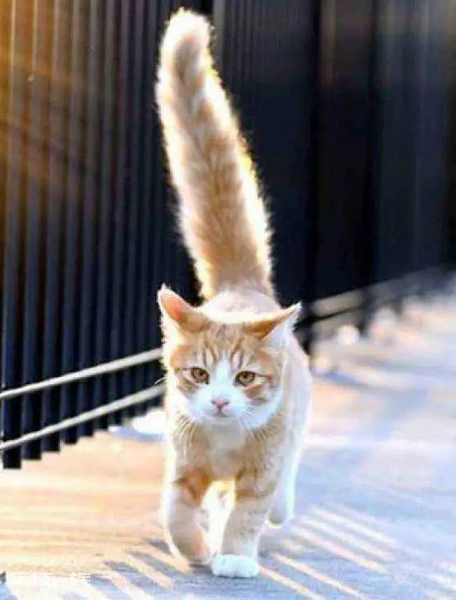 猫尾巴尖轻轻晃动代表什么意思(猫咪尾巴尖轻微晃动的含义)-图片2