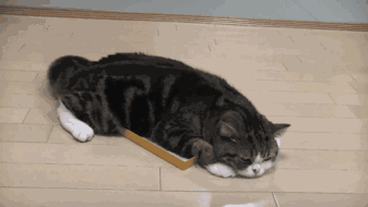 猫尾巴尖轻轻晃动代表什么意思(猫咪尾巴尖轻微晃动的含义)-图片7