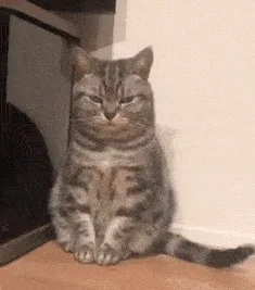 猫尾巴尖轻轻晃动代表什么意思(猫咪尾巴尖轻微晃动的含义)-图片8