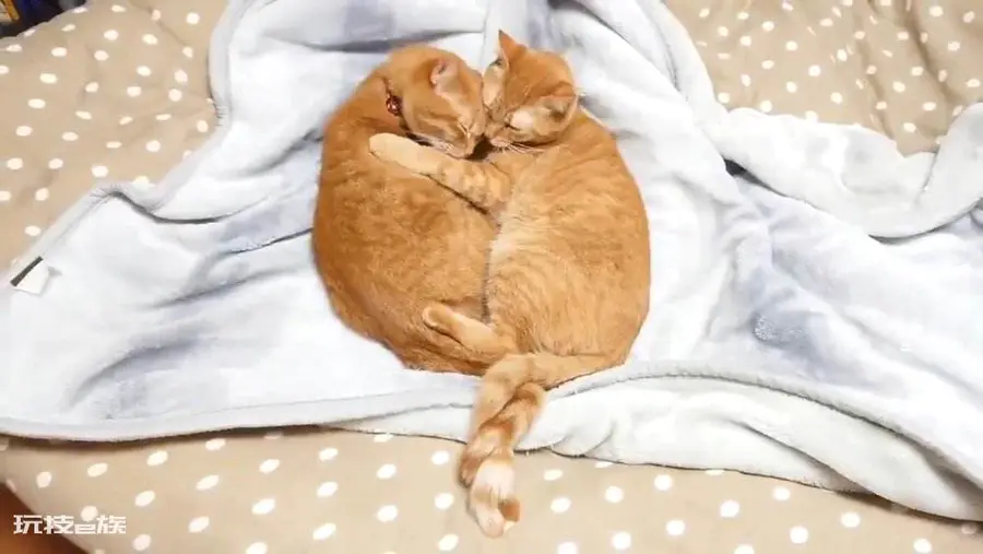 猫尾巴尖轻轻晃动代表什么意思(猫咪尾巴尖轻微晃动的含义)-图片10