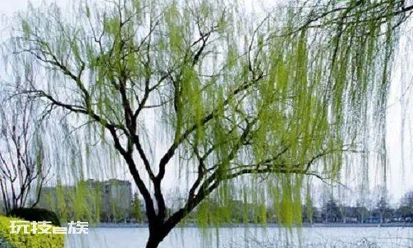 柳树是什么季节开的花(柳树要怎么种植长得好)-图片1