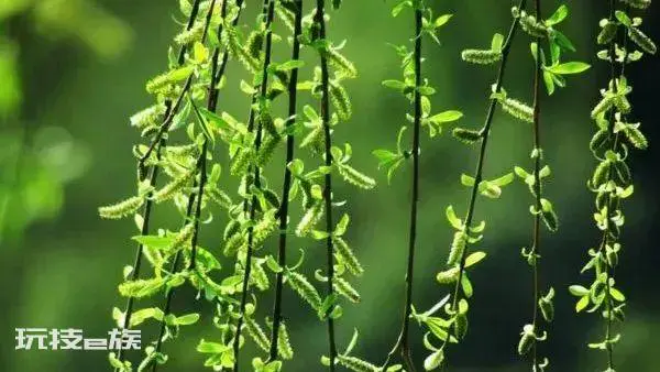 柳树是什么季节开的花(柳树要怎么种植长得好)-图片2