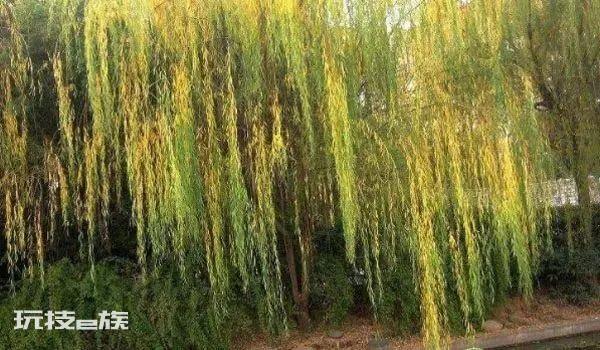 柳树是什么季节开的花(柳树要怎么种植长得好)-图片3