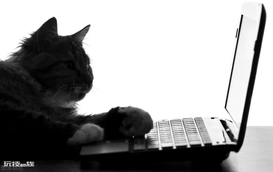 猫咪几天不吃饭会饿死(猫咪不喂食可以撑几天后死掉)-图片1