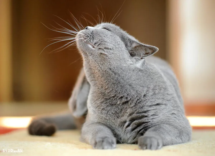 猫咪几天不吃饭会饿死(猫咪不喂食可以撑几天后死掉)-图片2