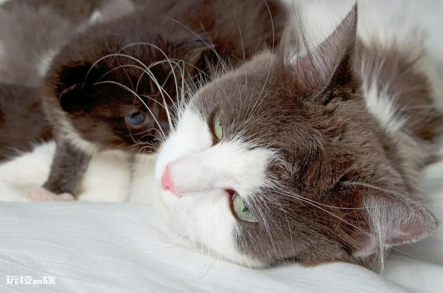 猫咪几天不吃饭会饿死(猫咪不喂食可以撑几天后死掉)-图片3