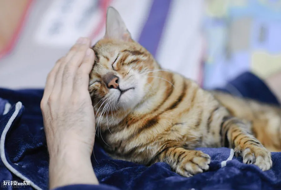 猫咪几天不吃饭会饿死(猫咪不喂食可以撑几天后死掉)-图片5