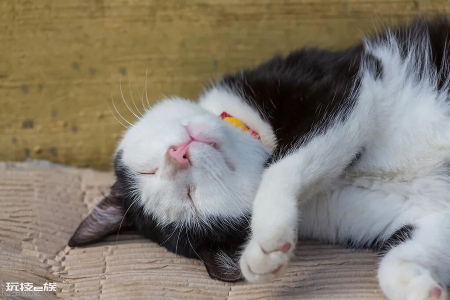 猫咪几天不吃饭会饿死(猫咪不喂食可以撑几天后死掉)-图片6