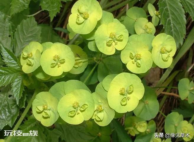 长期喝猫眼草的女人会怎么样(在农村的猫眼草有毒)-图片3