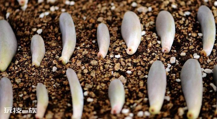 多肉叶子一碰就掉什么原因造成的(多肉植物掉叶子怎么回事)-图片6