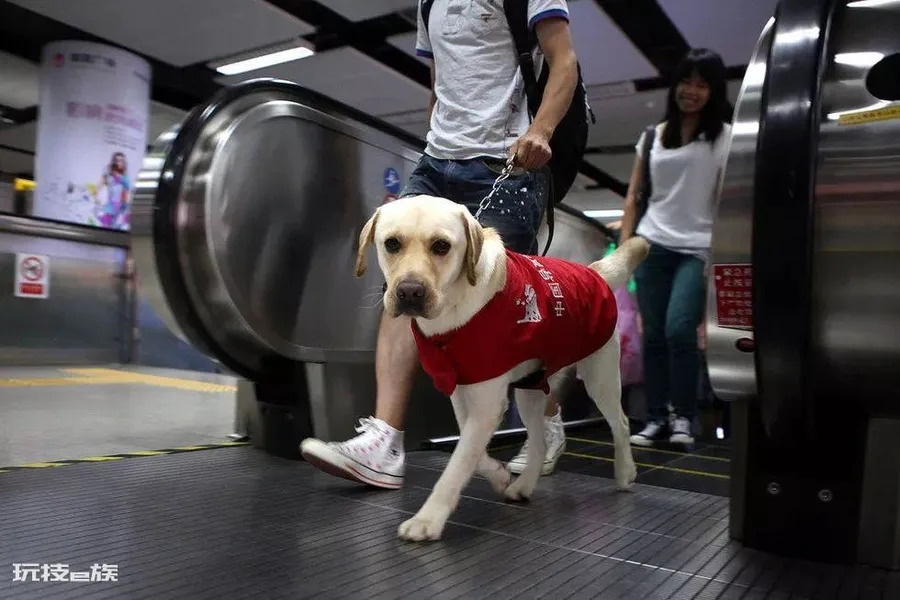 导盲犬一般是什么品种(常见的导盲犬适用品种名称及图片)-图片6