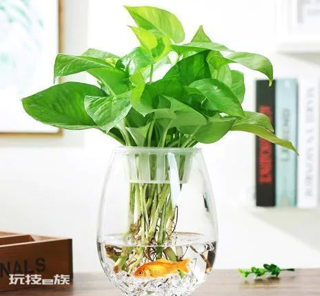 水培花没有营养液用什么代替(在家用这3种代替营养液)-图片1
