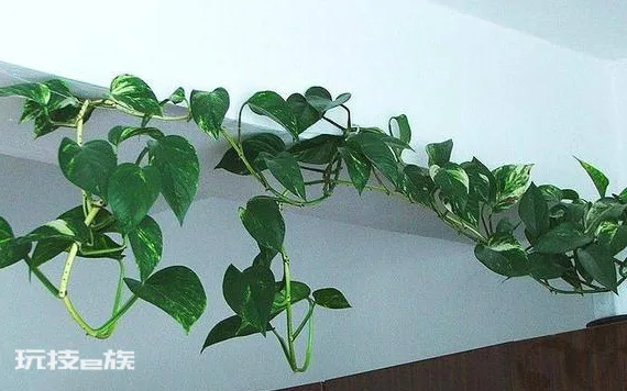 水培花没有营养液用什么代替(在家用这3种代替营养液)-图片2