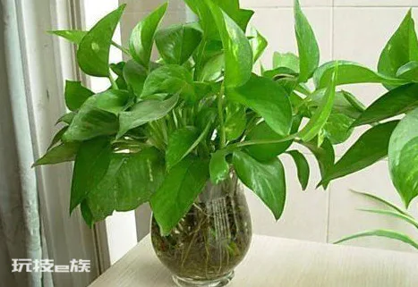 水培花没有营养液用什么代替(在家用这3种代替营养液)-图片4
