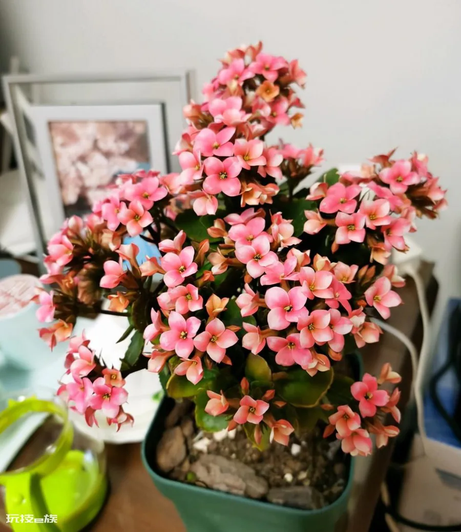长寿花叶子发软怎么回事(买回来长寿花叶片发软不精神原因)-图片5