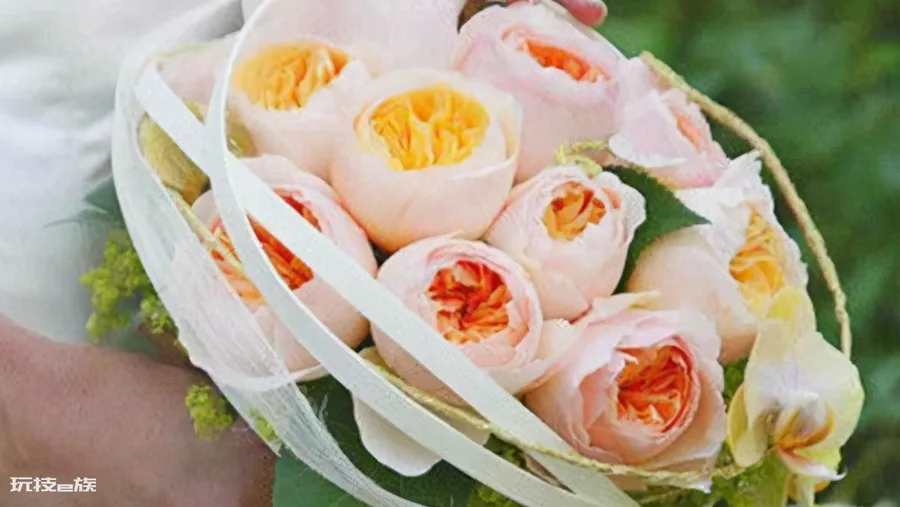 真宙月季的优缺点(月季花真宙和朱丽叶哪个漂亮更好养)-图片1
